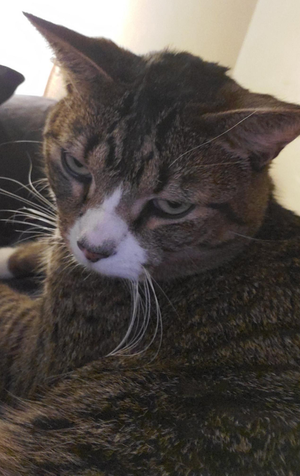 This was my cat right after he woke up from a nap I relate to this photo so much