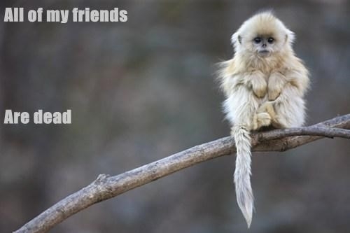 this was my first thought when I saw the endangered monkey on the front page