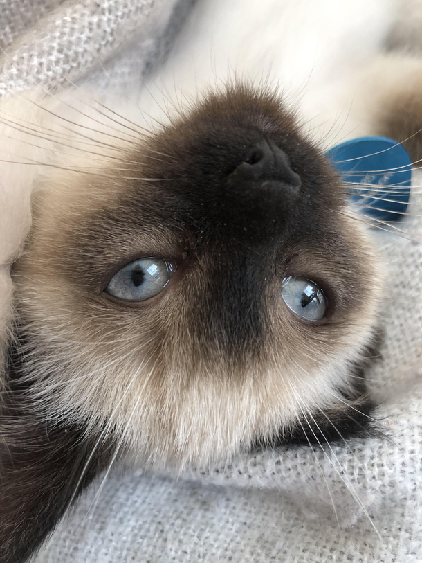 This was supposed to be a look how cute picture of my new kitten