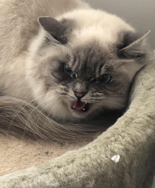 This was the beginning of a long tantrum when she found out she was no longer an only child