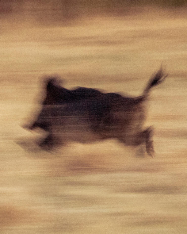 This wild boar ran so fast it rendered itself into a cave painting