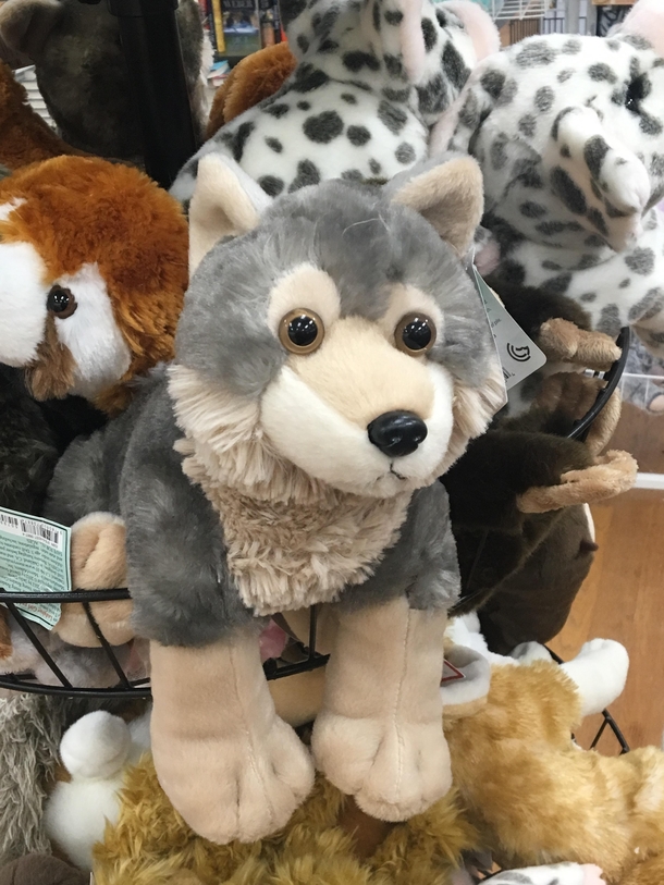 This wolfs seen some shit