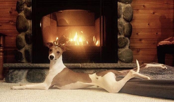 This would be my dogs tinder profile picture
