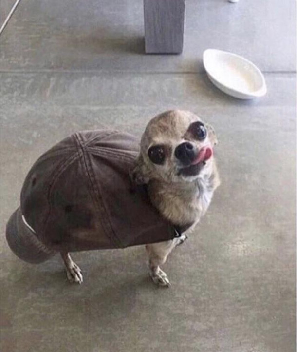 This years costume
