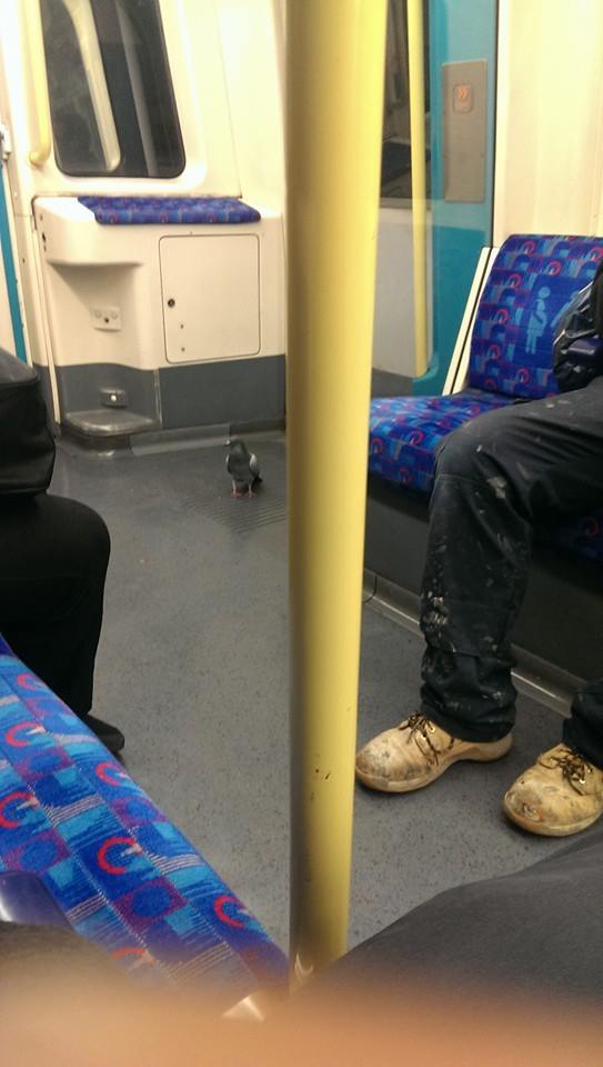 Those days when you just cant be bothered to fly