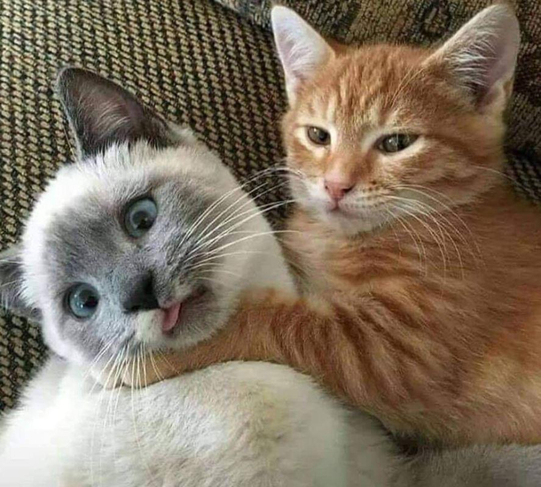 Those silly cats