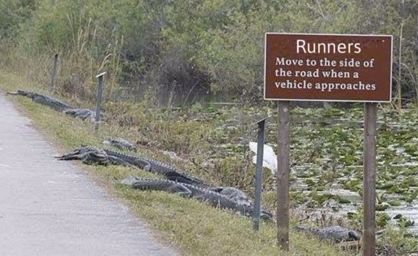 Those sneaky alligators