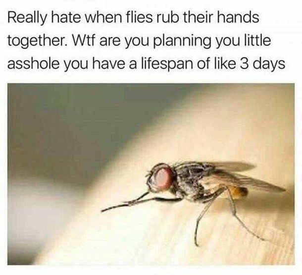 Those sneeky bastards