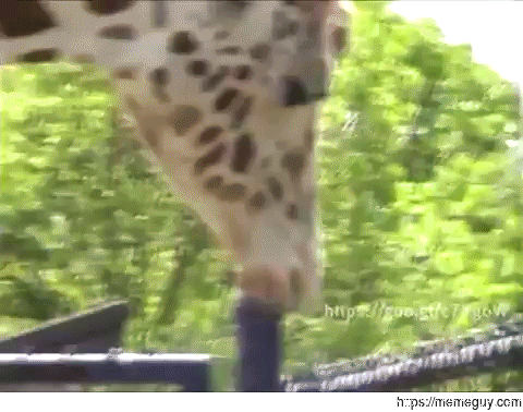 Those zookeepers got some splainin to do