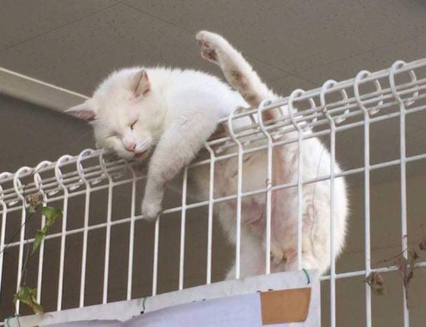 Thought he was stuck but realized he was just sleeping
