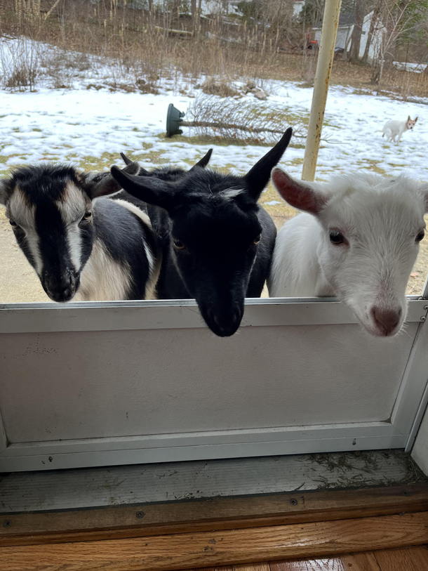 Thought I was taking a picture of cute goats