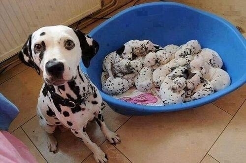 Thought it was a bowl of cookies and cream ice cream