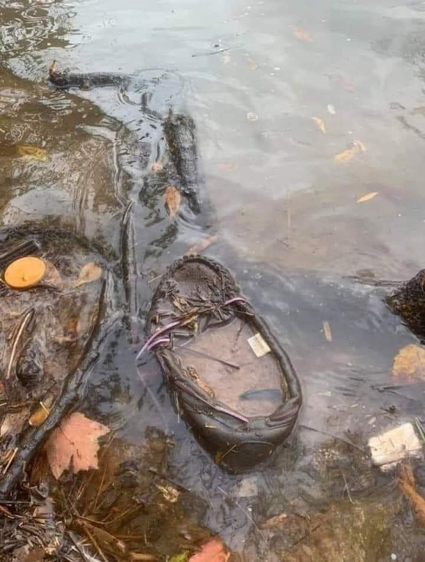Thought it was too cold outside for snakes until I came across this water moccasin