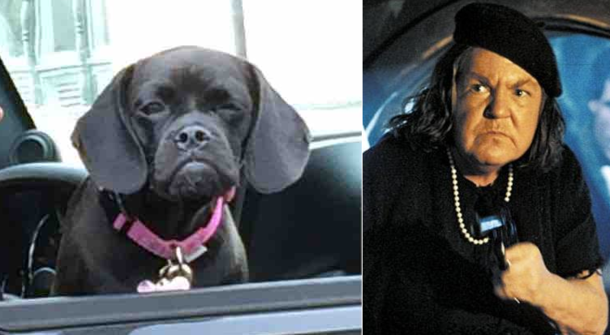 Thought this dog looked familiar