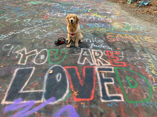 Thought this was cute till I looked left of dog