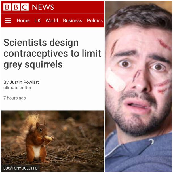 thoughts and prayers to the person who has to put the little squirrel condoms on
