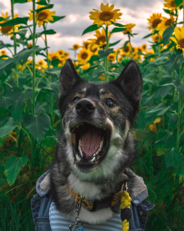 Threw a treat for my dog to catch got a perfectly timed photo