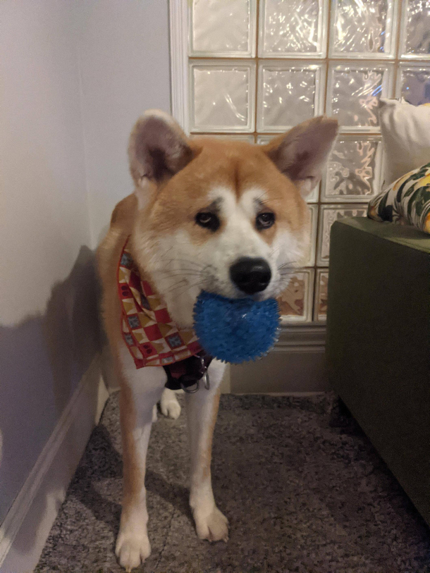 Throw bol