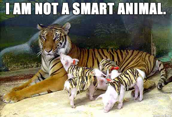 Tiger amp piglets
