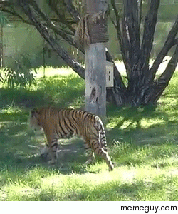 Tiger climbing a post