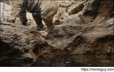 Tiger enjoying hot spring