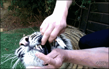 Tiger gets a bad baby tooth removed