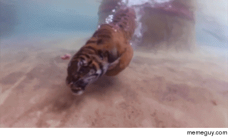 Tiger going for a swim