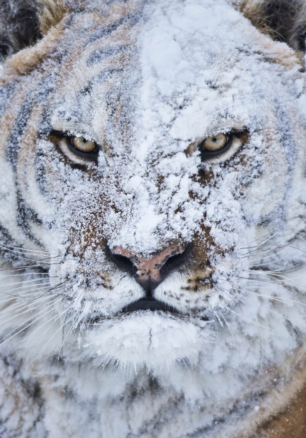 Tiger Not Taking It Well After Snowball To The Face