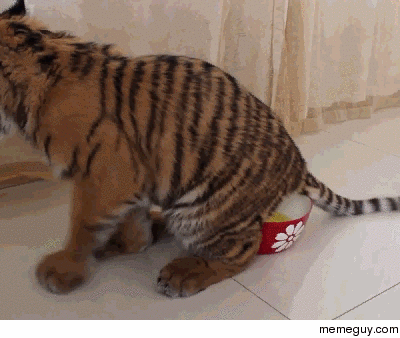 Tiger takes piss samples piss