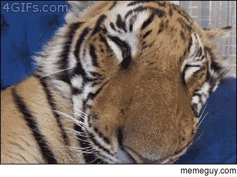 Tiger waking up from a nap