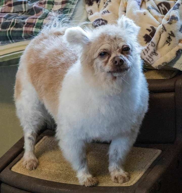 Tigger got a bath