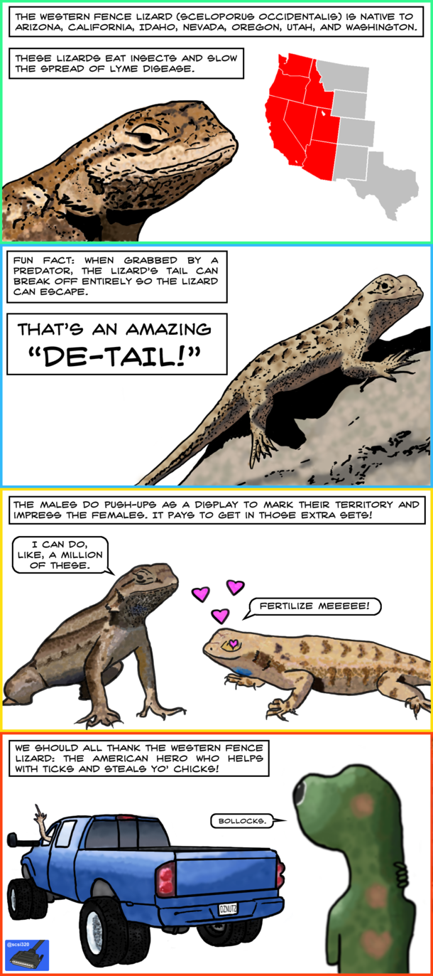 TIL about the Western Fence Lizard OC