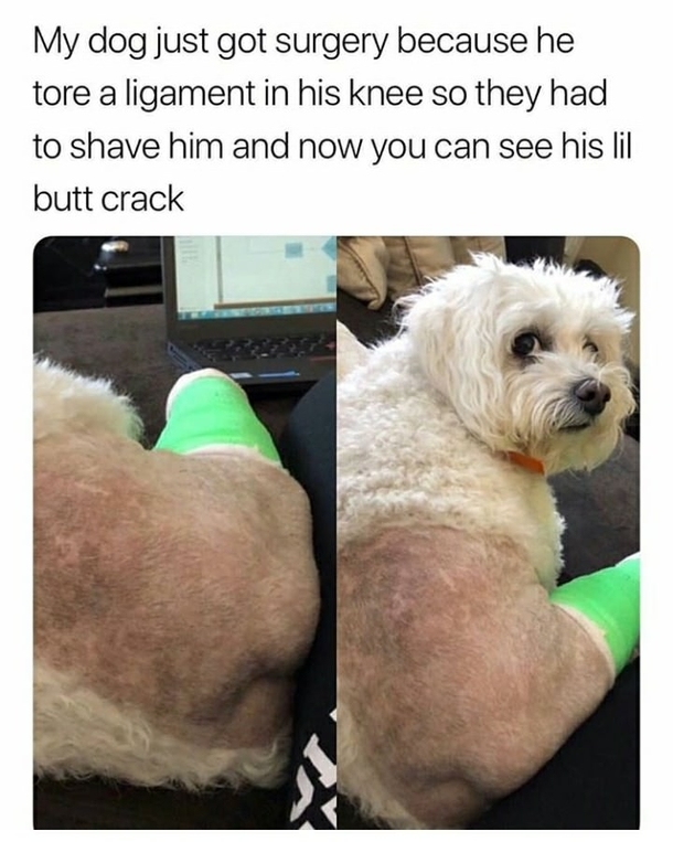 TIL dogs have buttcracks