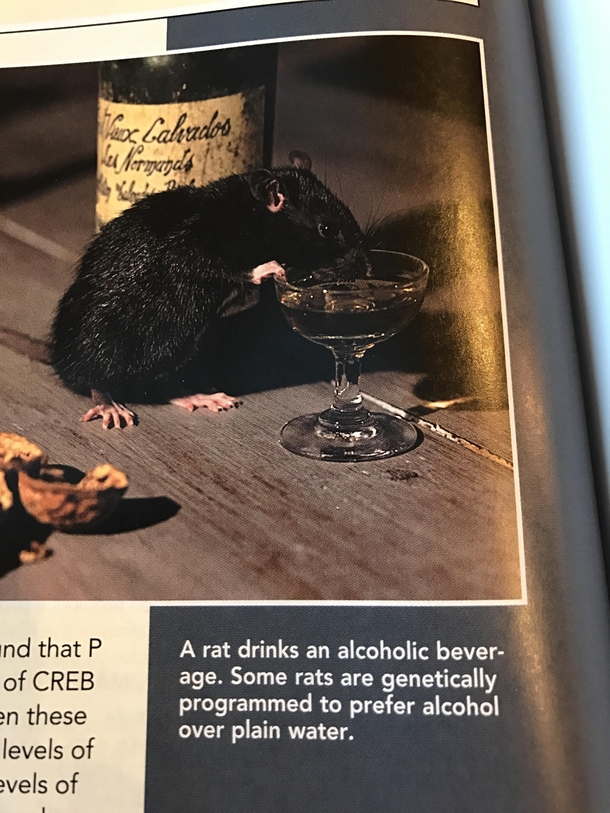 TIL Im a rat