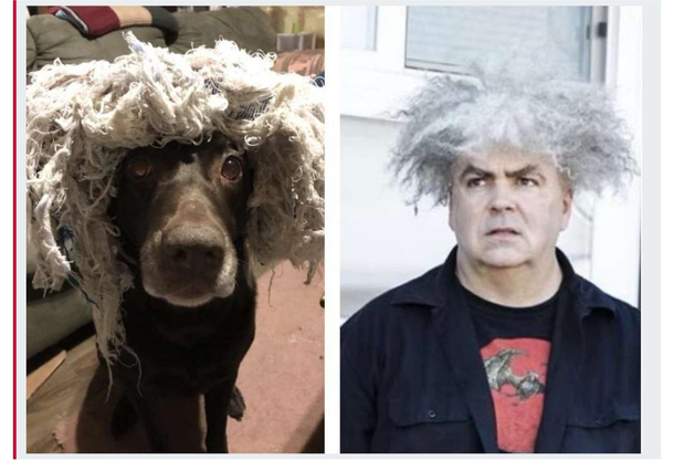 TIL my dog was in the band Melvins