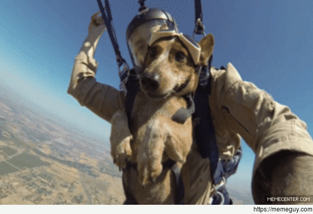 TIL paratrooper dogs exist
