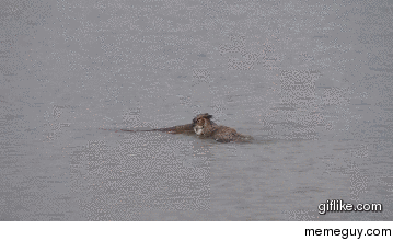 TIL that owls can do the breast stroke