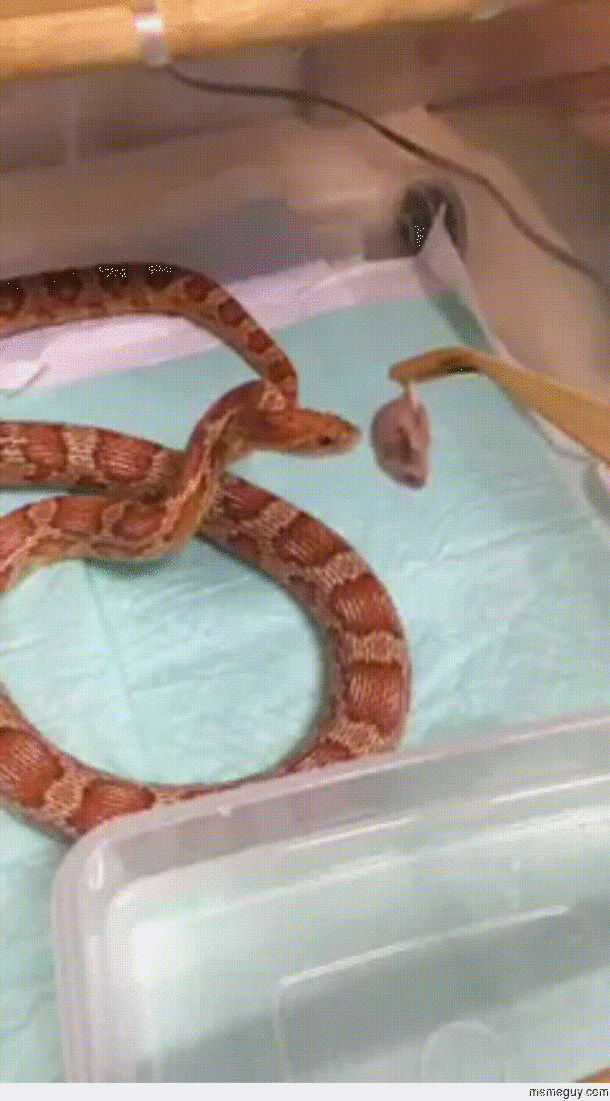 TIL That snakes are so skinny because they are just terrible at eating