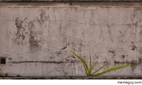 Time-lapse dandelion mural