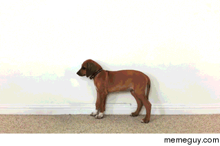 Time lapse of a dog growing up