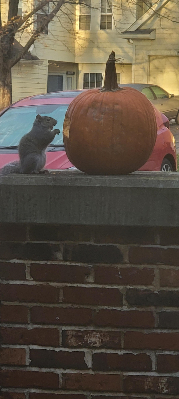Time to get rid of the pumpkin