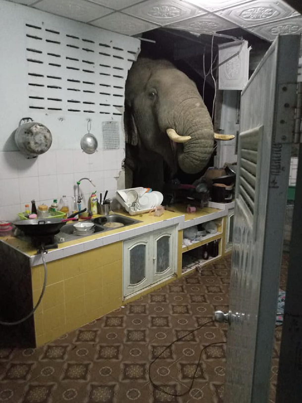 Time to talk about the elephant in the room
