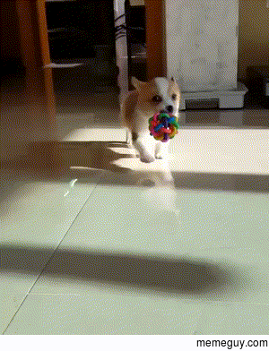Tiny Corgi Puppy walking with Toy