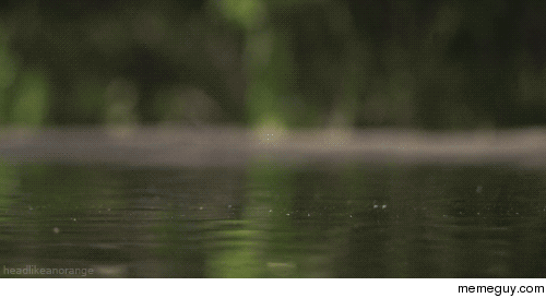 Tiny frog hopping across the water 