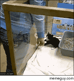 Tiny human helping a tiny kitten escape 