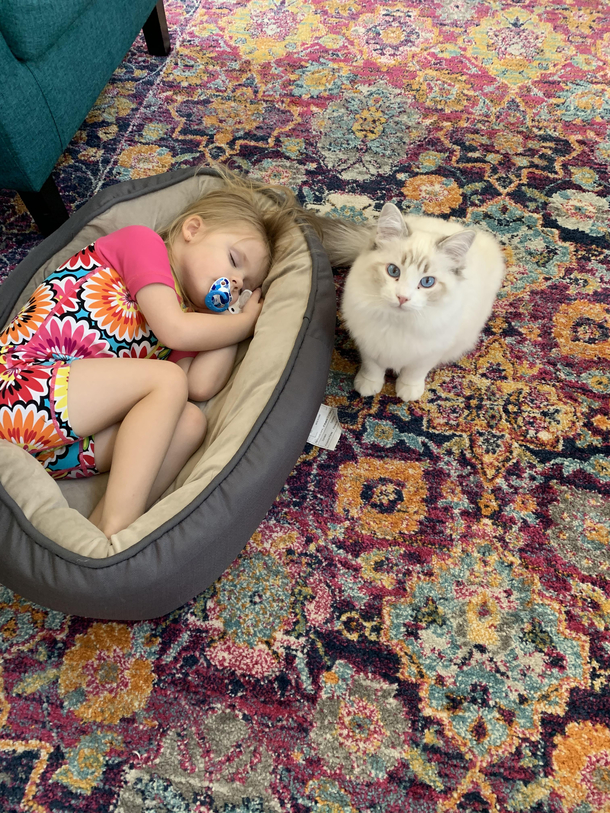 Tiny human steals cats bed at nap time