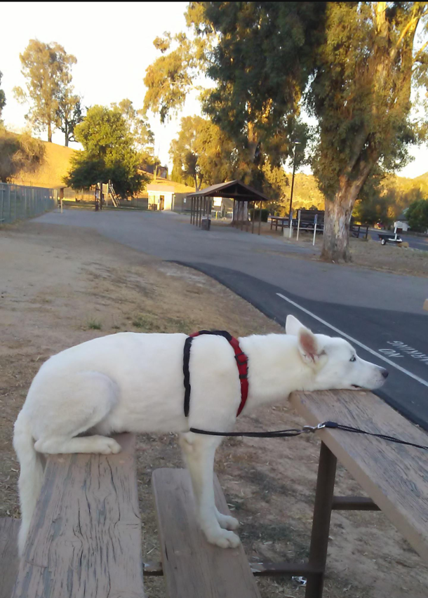 Tired after a walk my dog sitting standing up and laying down all at once