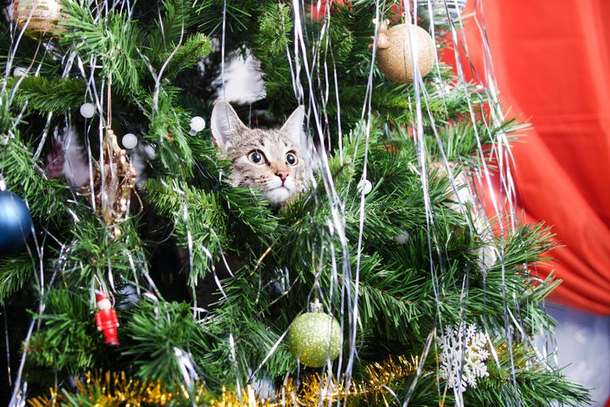 Tis the season