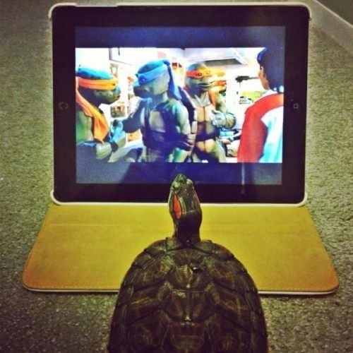 TMNT wanna be