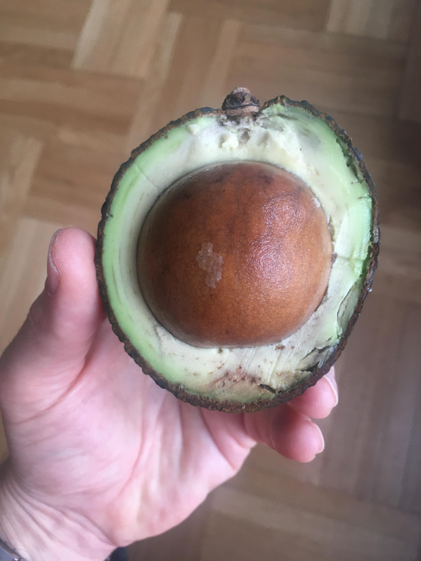 To Be Punkd By An Avocado